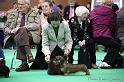 Crufts2011_2 1288